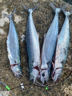 サゴシの釣果