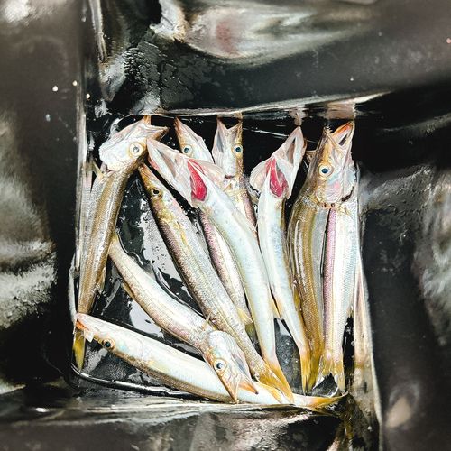 カマスの釣果