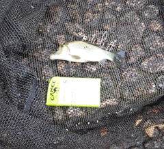 コイの釣果
