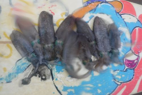 釣果