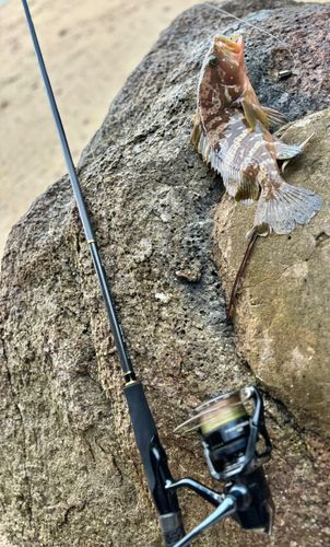 キジハタの釣果