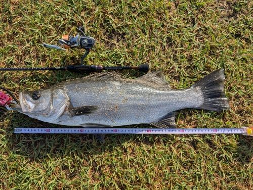 ヒラスズキの釣果