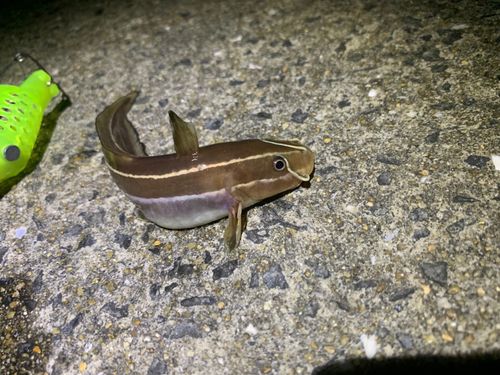 ゴンズイの釣果