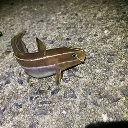ゴンズイ