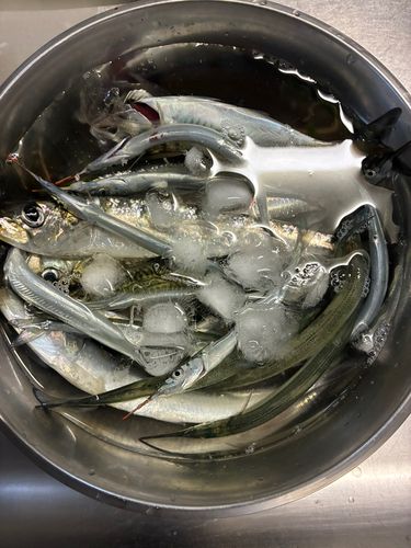 マイワシの釣果