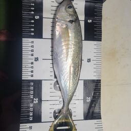 アジ
