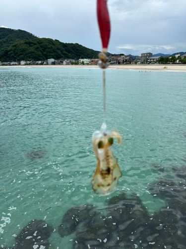 竹野港