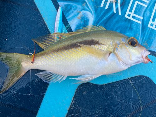 ヒトスジタマガシラの釣果