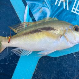 ヒトスジタマガシラ