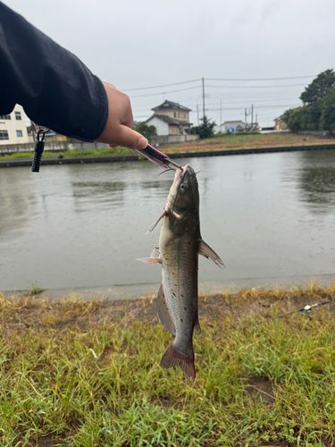 アメリカンキャットフィッシュの釣果