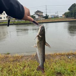 アメリカンキャットフィッシュ