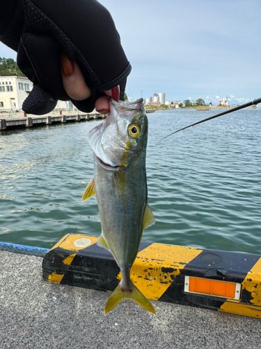 ヒラマサの釣果