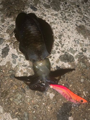 アオリイカの釣果