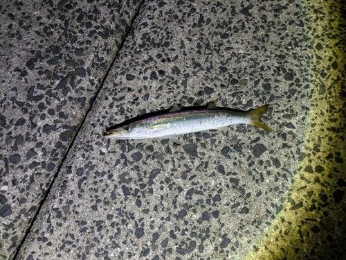 カマスの釣果