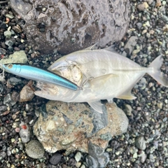 メッキの釣果
