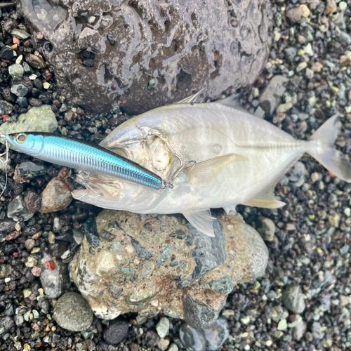 メッキの釣果