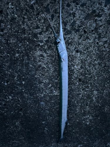 ダツの釣果