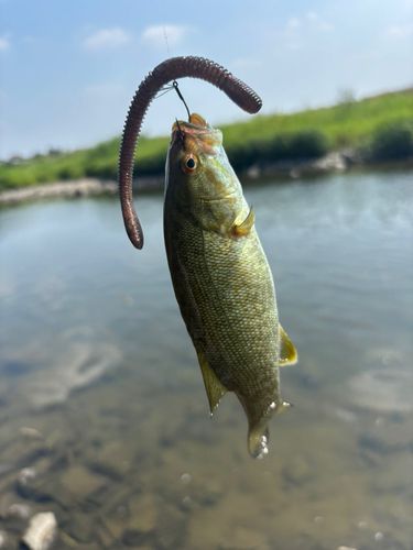 アユの釣果