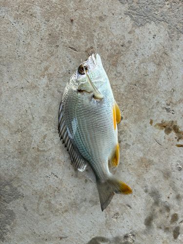 キビレの釣果
