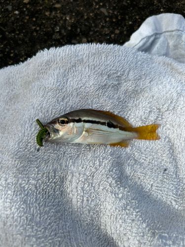 ヨコスジフエダイの釣果