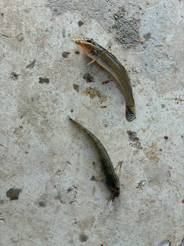 ハゼの釣果
