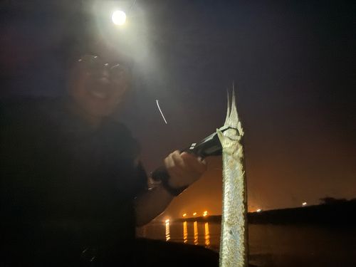 ダツの釣果
