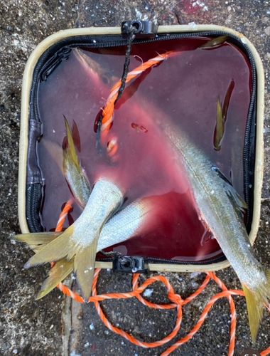 アカカマスの釣果