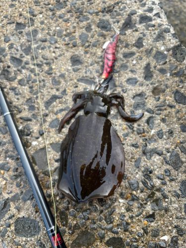 アオリイカの釣果