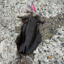 アオリイカ