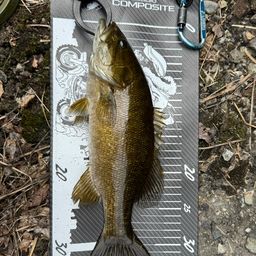 スモールマウスバス