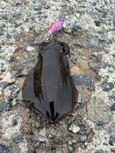 泉佐野食品コンビナート