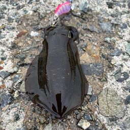アオリイカ