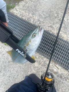 ショゴの釣果