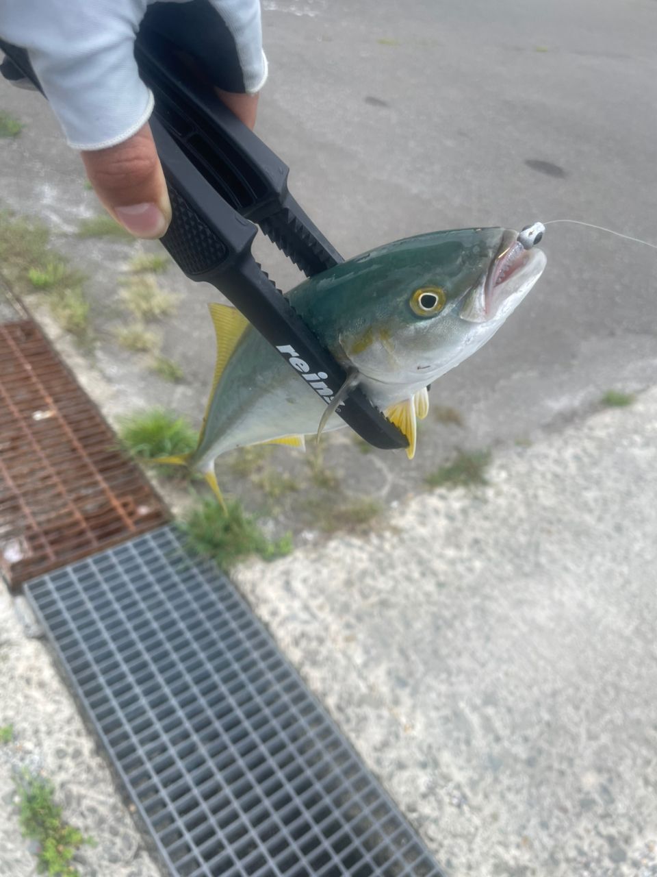 ショゴ