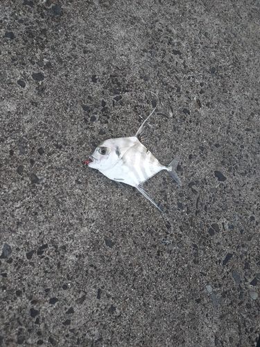 垂水新港