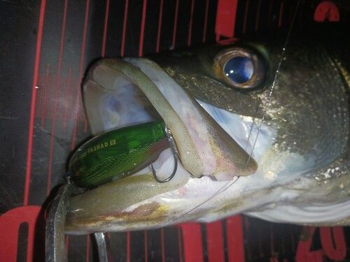 シーバスの釣果