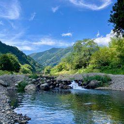 トラウト