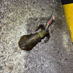 アオリイカ