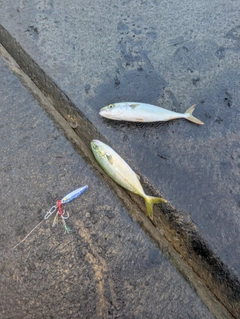 ワカシの釣果