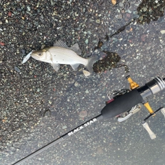 セイゴ（ヒラスズキ）の釣果