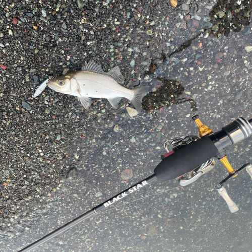 セイゴ（ヒラスズキ）の釣果