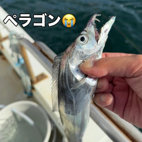 タチウオの釣果