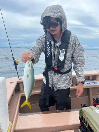 サワラの釣果