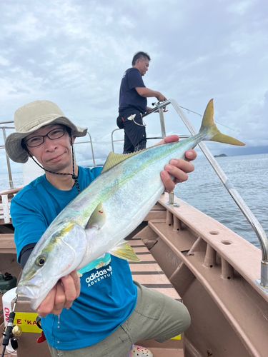 ワラサの釣果