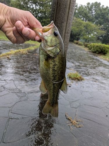 ラージマウスバスの釣果
