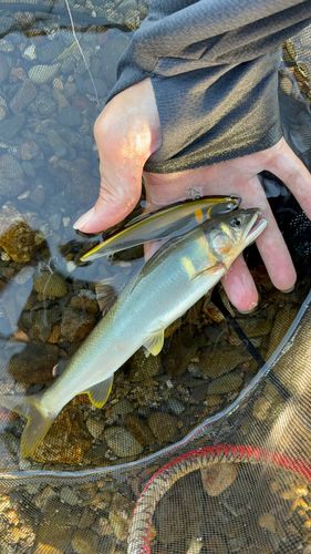 アユの釣果