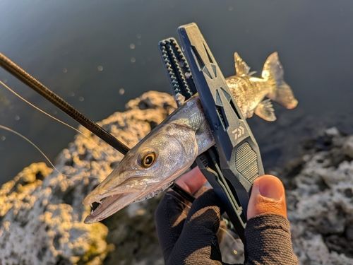 カマスの釣果