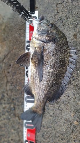 クロダイの釣果