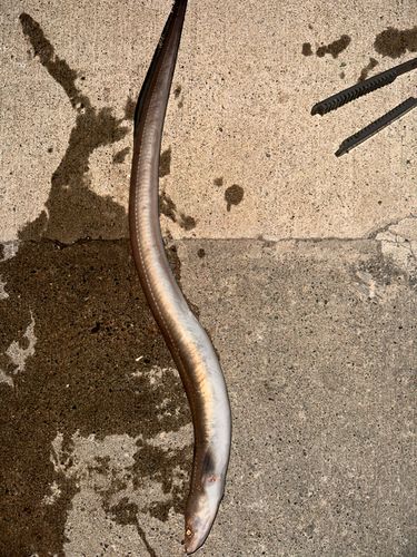 ハモの釣果
