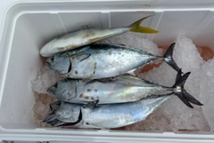 スマの釣果